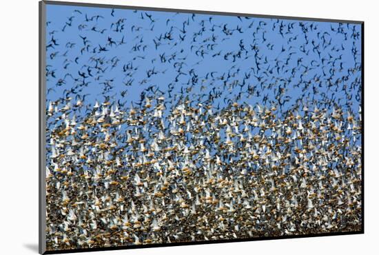 Large Flock of Waders in Flight, Japsand, Germany, April 2009-Novák-Mounted Photographic Print