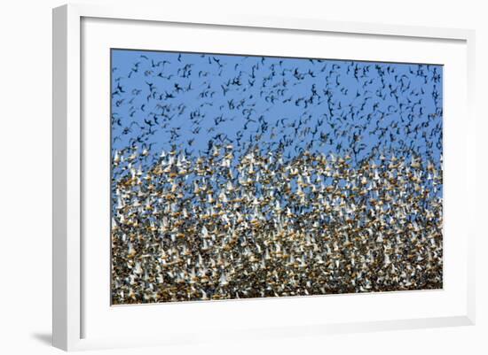 Large Flock of Waders in Flight, Japsand, Germany, April 2009-Novák-Framed Photographic Print