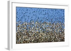 Large Flock of Waders in Flight, Japsand, Germany, April 2009-Novák-Framed Photographic Print