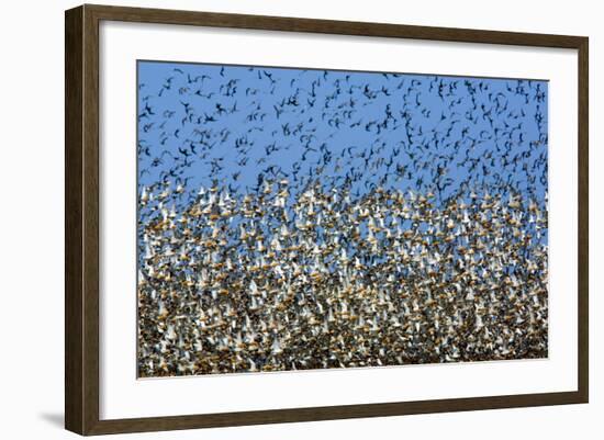 Large Flock of Waders in Flight, Japsand, Germany, April 2009-Novák-Framed Photographic Print