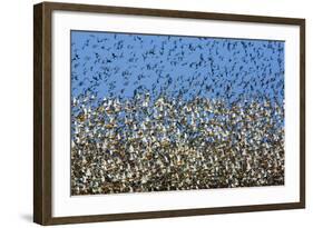 Large Flock of Waders in Flight, Japsand, Germany, April 2009-Novák-Framed Photographic Print