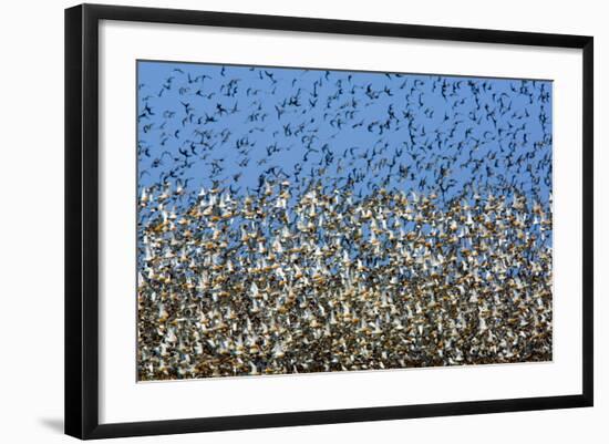 Large Flock of Waders in Flight, Japsand, Germany, April 2009-Novák-Framed Photographic Print