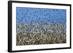 Large Flock of Waders in Flight, Japsand, Germany, April 2009-Novák-Framed Photographic Print