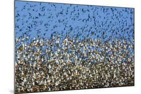 Large Flock of Waders in Flight, Japsand, Germany, April 2009-Novák-Mounted Photographic Print