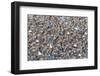 Large flock of wester sandpipers.-Ken Archer-Framed Photographic Print