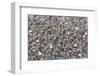 Large flock of wester sandpipers.-Ken Archer-Framed Photographic Print