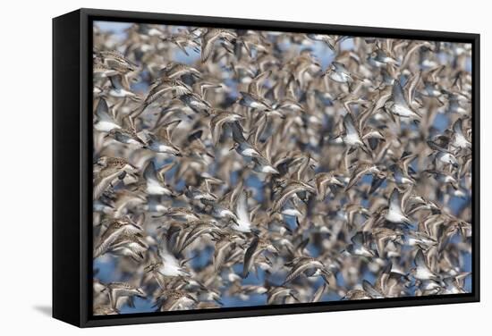 Large flock of wester sandpipers.-Ken Archer-Framed Stretched Canvas