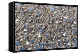 Large flock of wester sandpipers.-Ken Archer-Framed Stretched Canvas