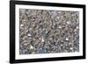 Large flock of wester sandpipers.-Ken Archer-Framed Photographic Print