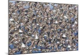 Large flock of wester sandpipers.-Ken Archer-Mounted Photographic Print