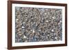 Large flock of wester sandpipers.-Ken Archer-Framed Photographic Print