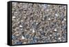 Large flock of wester sandpipers.-Ken Archer-Framed Stretched Canvas