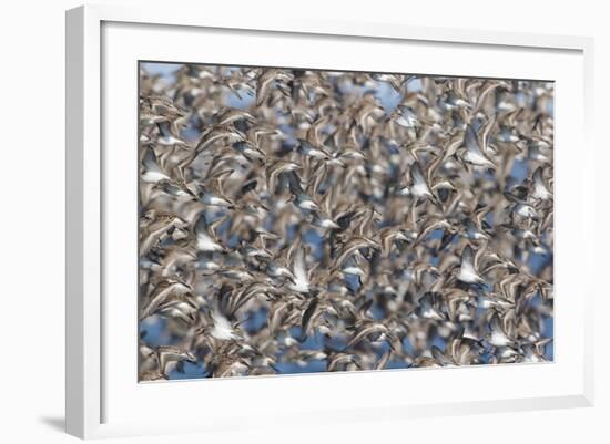 Large flock of wester sandpipers.-Ken Archer-Framed Photographic Print