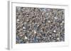 Large flock of wester sandpipers.-Ken Archer-Framed Photographic Print