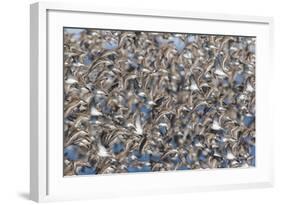 Large flock of wester sandpipers.-Ken Archer-Framed Photographic Print