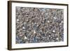 Large flock of wester sandpipers.-Ken Archer-Framed Photographic Print