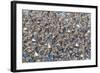 Large flock of wester sandpipers.-Ken Archer-Framed Photographic Print