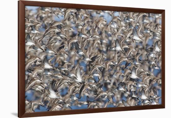 Large flock of wester sandpipers.-Ken Archer-Framed Photographic Print