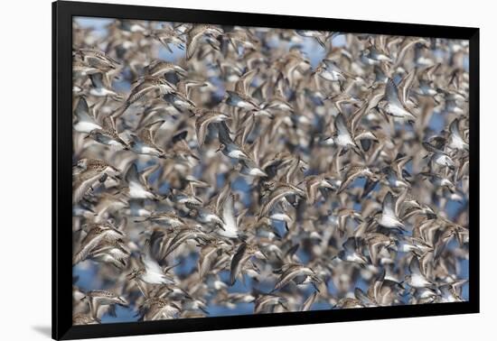 Large flock of wester sandpipers.-Ken Archer-Framed Photographic Print