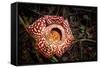 Large flower of the parasitic plant Rafflesia pricei, Borneo-Paul Williams-Framed Stretched Canvas
