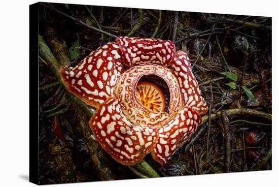 Large flower of the parasitic plant Rafflesia pricei, Borneo-Paul Williams-Stretched Canvas