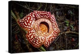 Large flower of the parasitic plant Rafflesia pricei, Borneo-Paul Williams-Stretched Canvas