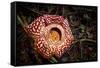 Large flower of the parasitic plant Rafflesia pricei, Borneo-Paul Williams-Framed Stretched Canvas