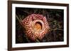 Large flower of the parasitic plant Rafflesia pricei, Borneo-Paul Williams-Framed Photographic Print