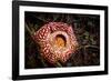 Large flower of the parasitic plant Rafflesia pricei, Borneo-Paul Williams-Framed Photographic Print