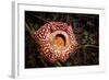 Large flower of the parasitic plant Rafflesia pricei, Borneo-Paul Williams-Framed Photographic Print