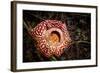 Large flower of the parasitic plant Rafflesia pricei, Borneo-Paul Williams-Framed Photographic Print