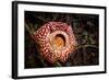 Large flower of the parasitic plant Rafflesia pricei, Borneo-Paul Williams-Framed Photographic Print