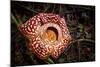 Large flower of the parasitic plant Rafflesia pricei, Borneo-Paul Williams-Mounted Photographic Print
