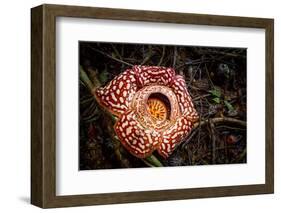 Large flower of the parasitic plant Rafflesia pricei, Borneo-Paul Williams-Framed Photographic Print