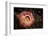 Large flower of the parasitic plant Rafflesia pricei, Borneo-Paul Williams-Framed Photographic Print