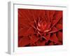 Large Flower of the Pineapple Family, Borro Colorado Island, Panama-Christian Ziegler-Framed Premium Photographic Print