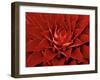 Large Flower of the Pineapple Family, Borro Colorado Island, Panama-Christian Ziegler-Framed Photographic Print