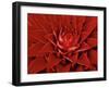 Large Flower of the Pineapple Family, Borro Colorado Island, Panama-Christian Ziegler-Framed Photographic Print