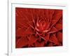 Large Flower of the Pineapple Family, Borro Colorado Island, Panama-Christian Ziegler-Framed Photographic Print