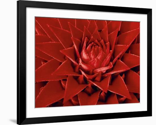 Large Flower of the Pineapple Family, Borro Colorado Island, Panama-Christian Ziegler-Framed Photographic Print