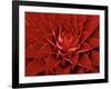 Large Flower of the Pineapple Family, Borro Colorado Island, Panama-Christian Ziegler-Framed Photographic Print