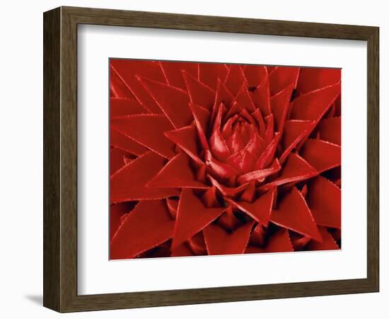 Large Flower of the Pineapple Family, Borro Colorado Island, Panama-Christian Ziegler-Framed Photographic Print