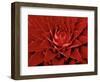 Large Flower of the Pineapple Family, Borro Colorado Island, Panama-Christian Ziegler-Framed Photographic Print