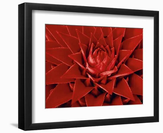 Large Flower of the Pineapple Family, Borro Colorado Island, Panama-Christian Ziegler-Framed Photographic Print