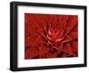 Large Flower of the Pineapple Family, Borro Colorado Island, Panama-Christian Ziegler-Framed Photographic Print