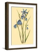 Large Flowered Blue Eyed Grass-null-Framed Art Print