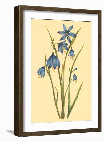 Large Flowered Blue Eyed Grass-null-Framed Art Print