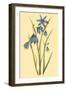 Large Flowered Blue Eyed Grass-null-Framed Art Print