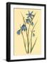 Large Flowered Blue Eyed Grass-null-Framed Art Print
