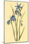 Large Flowered Blue Eyed Grass-null-Mounted Art Print